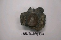 藏品(牛化石)的圖片